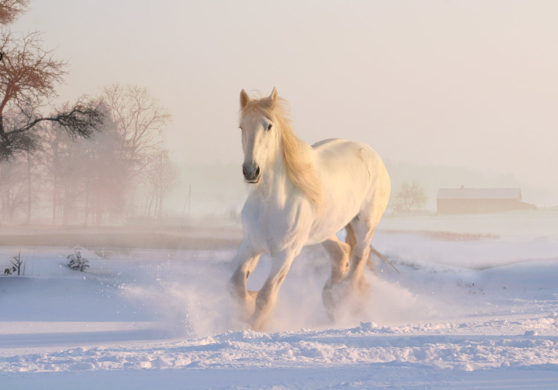 Picture of horse in snow